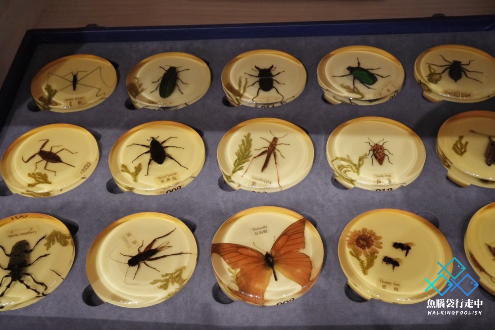 National Museum of Nature and Science