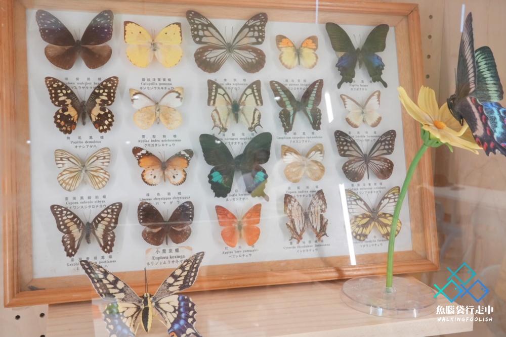 National Museum of Nature and Science