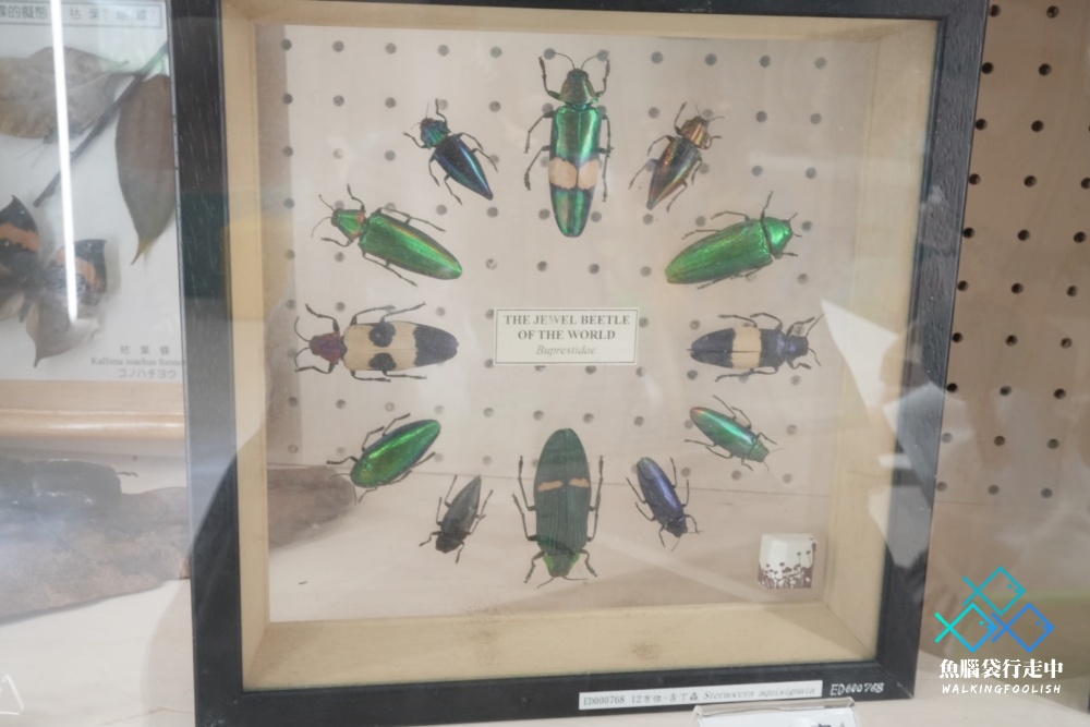 National Museum of Nature and Science