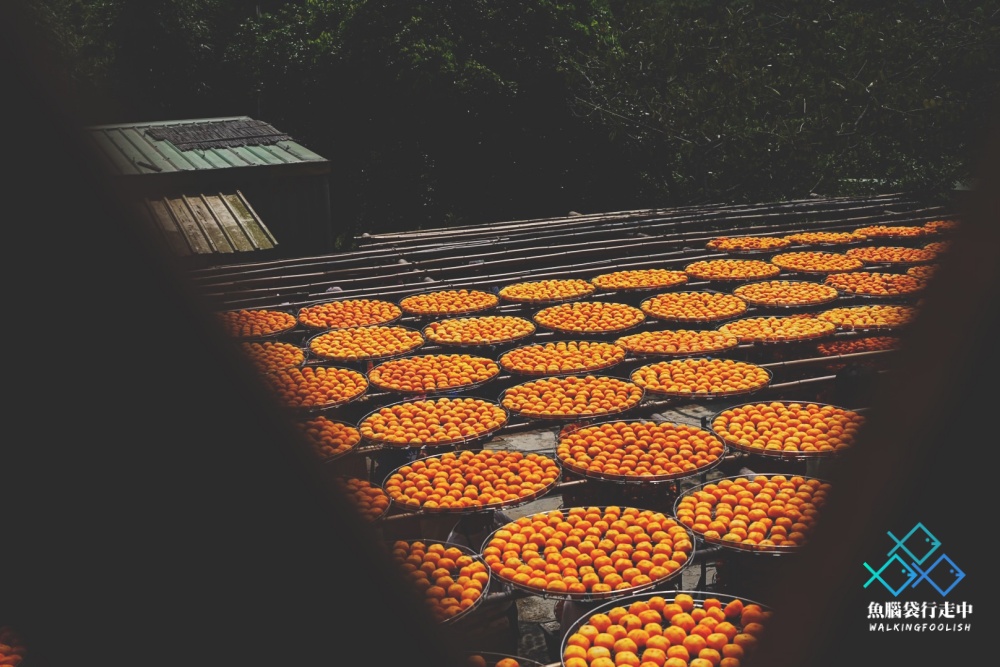 persimmon